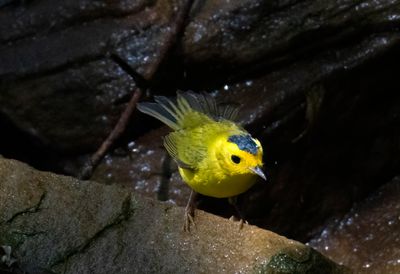 Wilsons Warbler