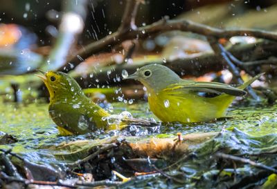 Wilsons Warbler