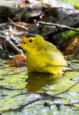 Wilsons Warbler