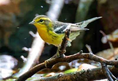 Blackburnian Warbler