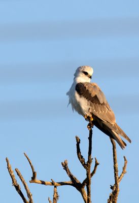 White Tailed Kite