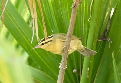 Worm Eating Warbler