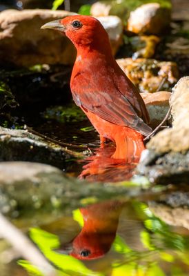Summer Tanager