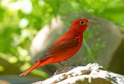 Summer Tanager