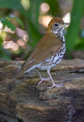 Wood Thrush