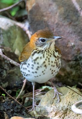 Wood Thrush