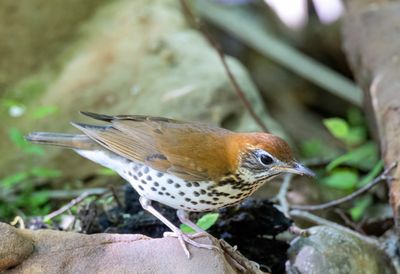 Wood Thrush