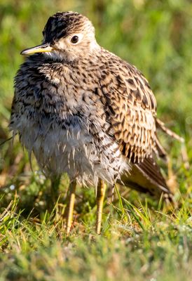 Upland Sandpiper