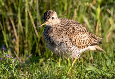 Upland Sandpiper