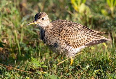 Upland Sandpiper