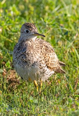 Upland Sandpiper