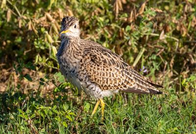 Upland Sandpiper