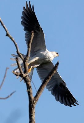 White Tailed Kite