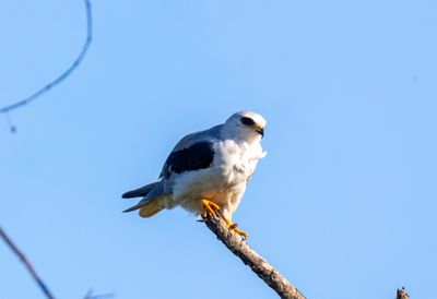 White Tailed Kite