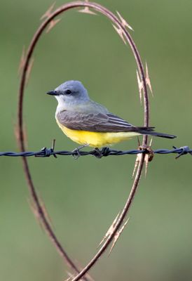 Western Kingbird