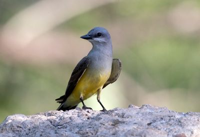 Western Kingbird