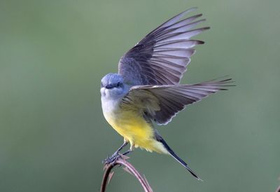 Western Kingbird