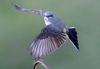 Western Kingbird