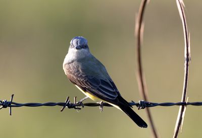 Western Kingbird
