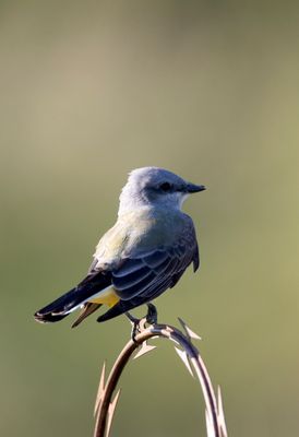 Western Kingbird