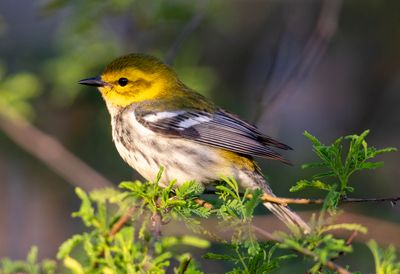 Black Throated Green Warbler
