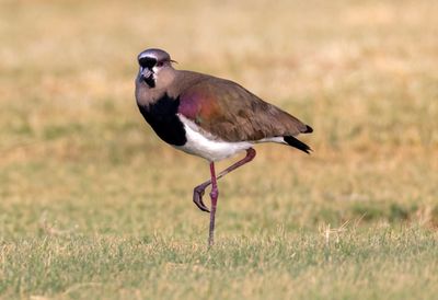 Southern Lapwing