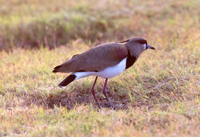 Southern Lapwing