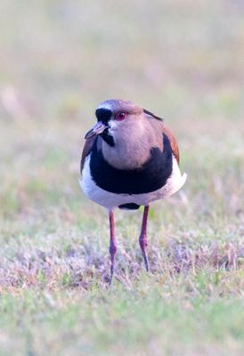 Southern Lapwing