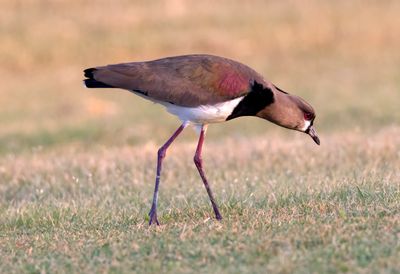 Southern Lapwing