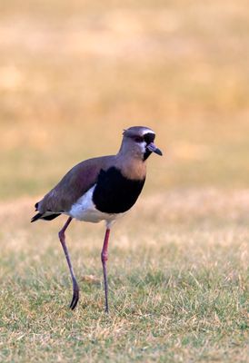 Southern Lapwing