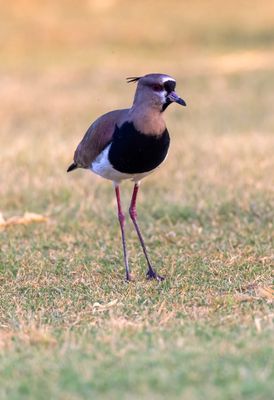 Southern Lapwing