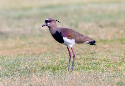 Southern Lapwing