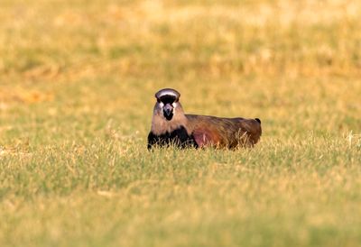 Southern Lapwing