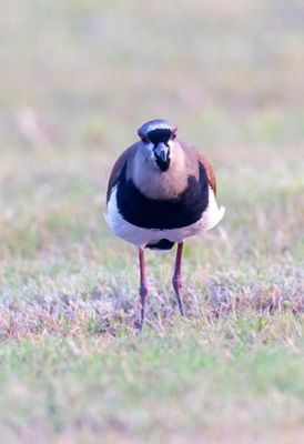 Southern Lapwing