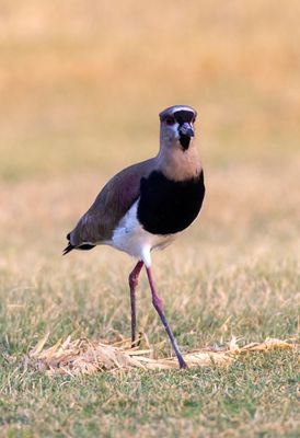 Southern Lapwing