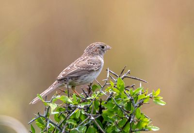 Botteri's Sparrow