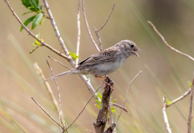 Botteri's Sparrow