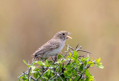 Botteri's Sparrow