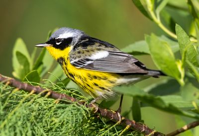 Magnolia Warbler