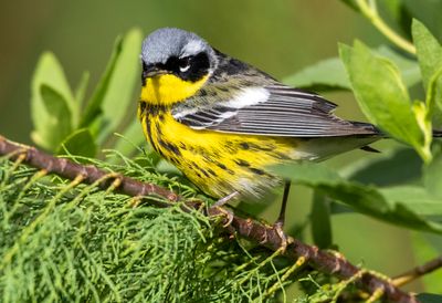 Magnolia Warbler