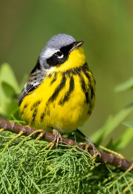 Magnolia Warbler