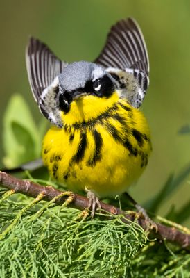 Magnolia Warbler