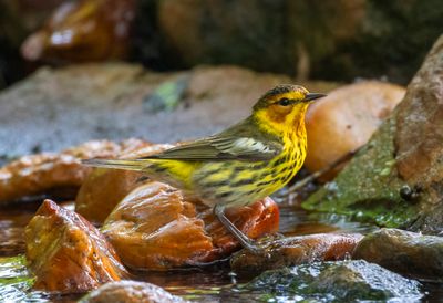 Cape May Warbler