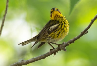 Cape May Warbler