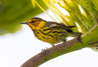 Cape May Warbler