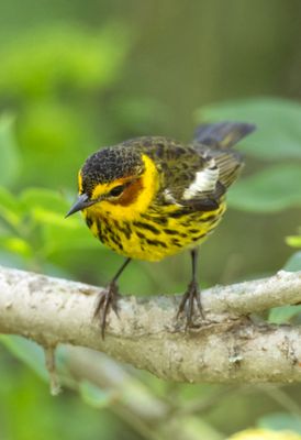 Cape May Warbler