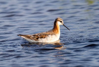 Wilsons Phalarope