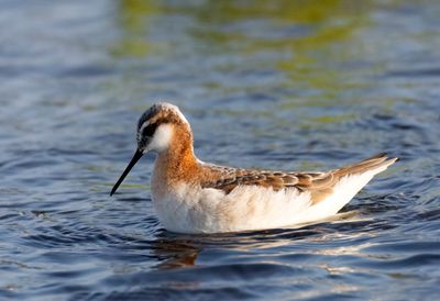Wilsons Phalarope