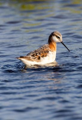 Wilsons Phalarope