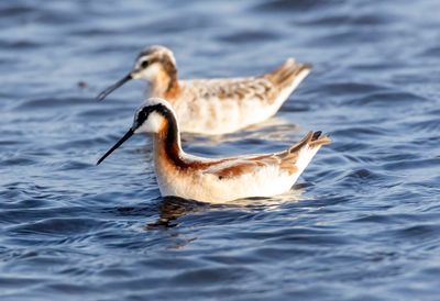 Wilsons Phalarope